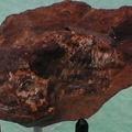 fossile051