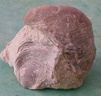 fossile028