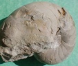 fossile030