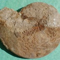 fossile040