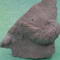 fossile073
