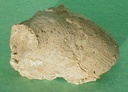 fossile078