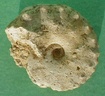 fossile079