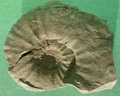 fossile086