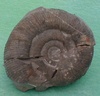 fossile116