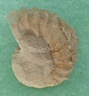 fossile118