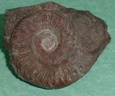 fossile141