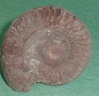 fossile143