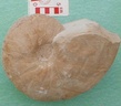 fossile174
