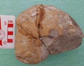 fossile183