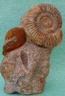 Ammonite