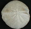 fossile214