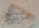 fossile217