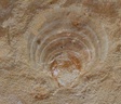 fossile218