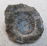 ammonite