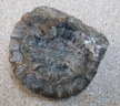 ammonite
