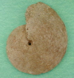 fossile019.jpg
