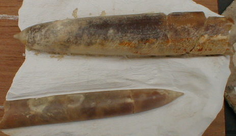 fossile085.jpg